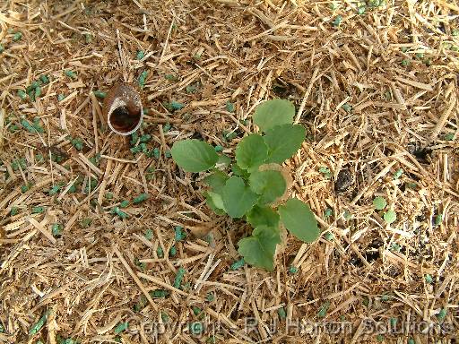 Snail pellets seedling 